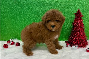 Thomas - Poodle, Toy for sale