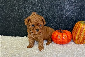 Isla - Toy Poodle for sale