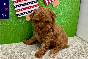 Virgil - puppy for sale