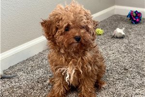 Virgil - Poodle, Toy for sale