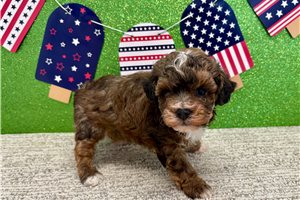 Trevor - Poodle, Toy for sale