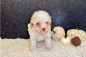 Bianca - Toy Poodle for sale