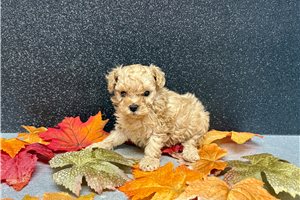 Theodore - puppy for sale