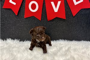 Autumn - puppy for sale