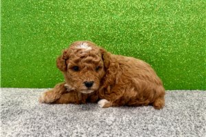 Knox - Poodle, Toy for sale