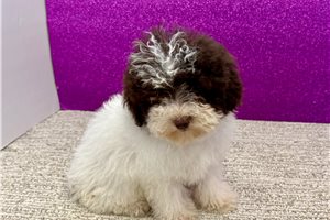 Athena - Poodle, Toy for sale