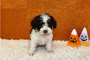 Brenda - Toy Poodle for sale