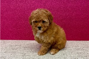Cabaret - Poodle, Toy for sale