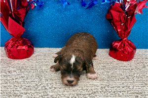 Trevor - Toy Poodle for sale