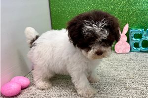 Athena - Poodle, Toy for sale