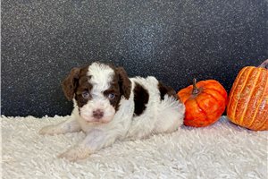 Brenda - Toy Poodle for sale
