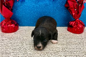 Todd - Toy Poodle for sale
