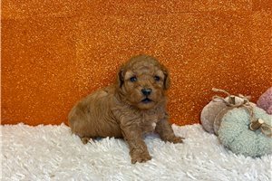 Figaro - puppy for sale