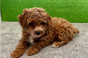 Kevin - Poodle, Toy for sale