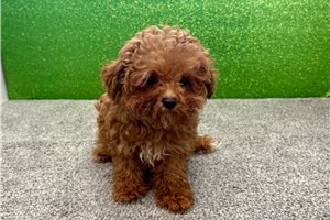 Virgil - Poodle, Toy for sale