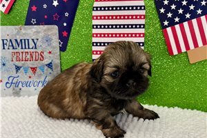 Scamp - Shih Tzu for sale