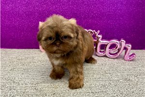 Faith - Shih Tzu for sale