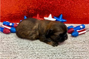 Scamp - puppy for sale
