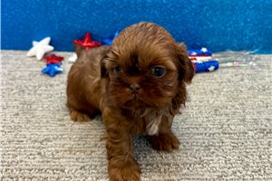 Sabrina - Shih Tzu for sale