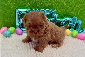 Joey - Shih Tzu for sale