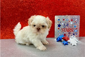 Margo - puppy for sale