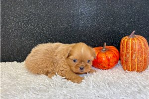 Chaz - puppy for sale