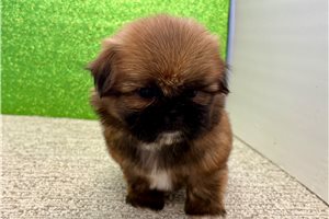 Julian - Shih Tzu for sale