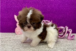 Freya - Shih Tzu for sale
