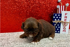 Sansa - Shih Tzu for sale
