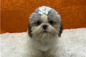 Kennedy - Shih Tzu for sale