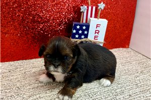 Saul - Shih Tzu for sale