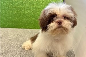 Kendrick - Shih Tzu for sale