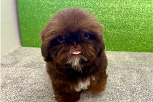 Sansa - Shih Tzu for sale
