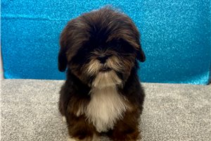 Saul - Shih Tzu for sale