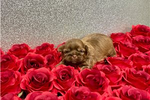Faith - Shih Tzu for sale