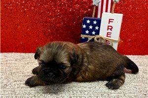Scamp - Shih Tzu for sale