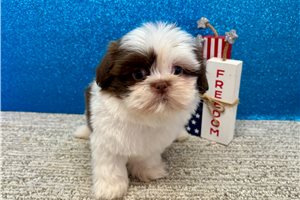 Kendrick - Shih Tzu for sale