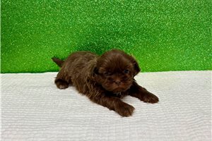 Fernando - Shih Tzu for sale