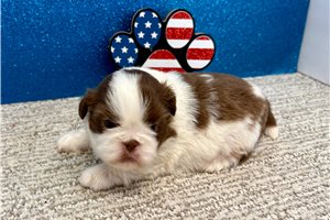 Kennedy - Shih Tzu for sale