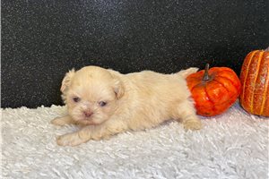 Colter - Shih Tzu for sale