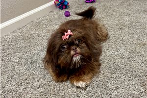 Sansa - Shih Tzu for sale
