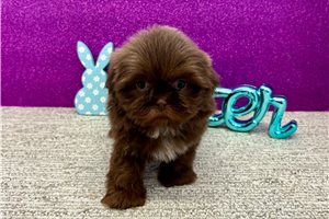 Fernando - Shih Tzu for sale