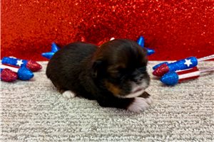 Saul - Shih Tzu for sale