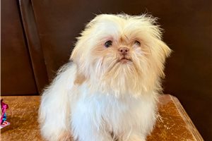Makayla - Shih Tzu for sale