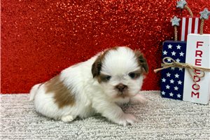 Kenji - Shih Tzu for sale