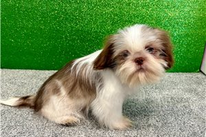 Kennedy - puppy for sale