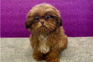 Sabrina - Shih Tzu for sale