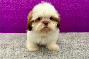 Kenji - Shih Tzu for sale