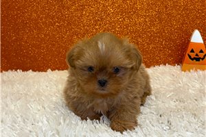 Chaz - Shih Tzu for sale