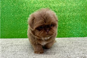 Joey - Shih Tzu for sale
